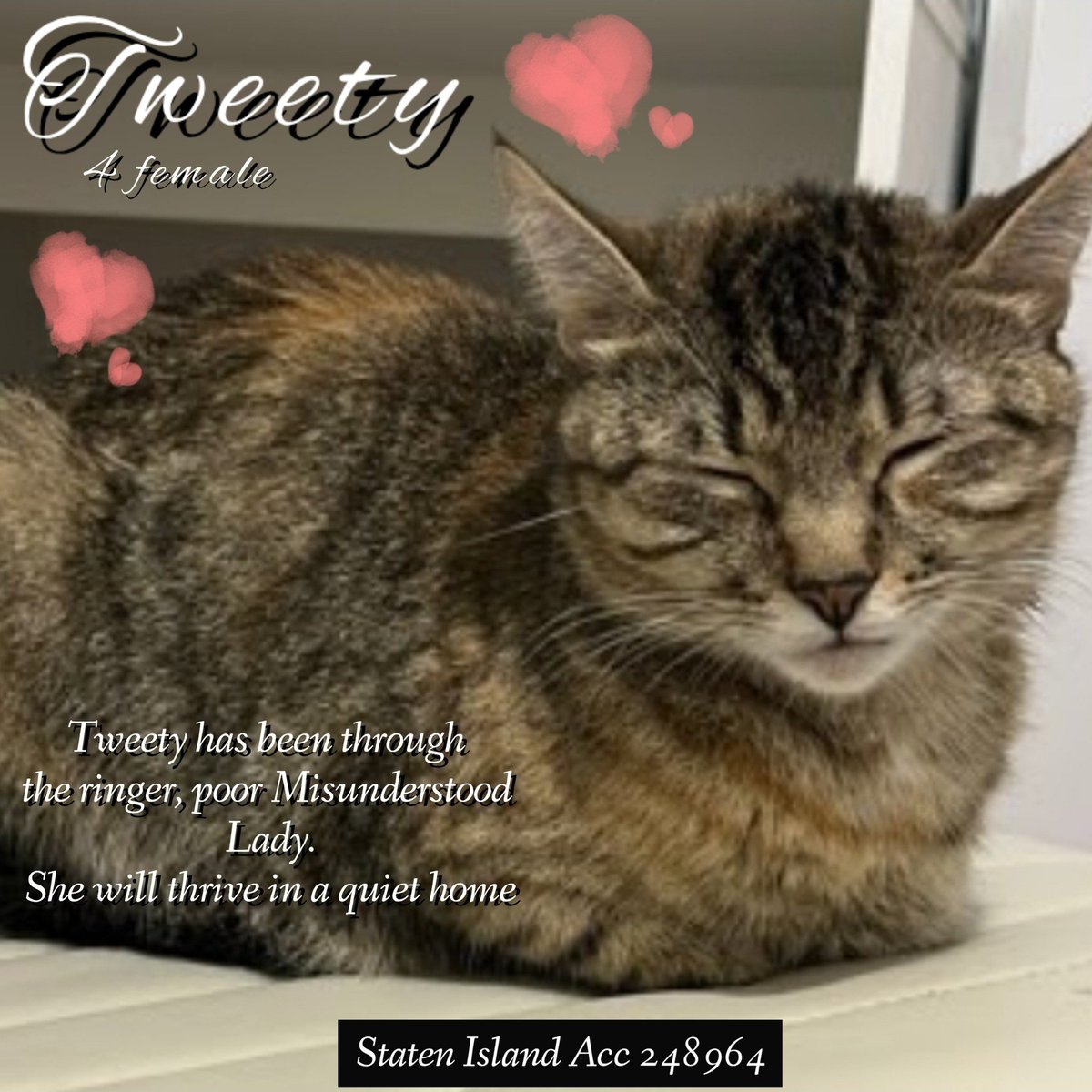 ♦♦TO BE KILLED - 12:00PM (EASTERN) THURSDAY 04/16/2026♦♦
♦♦SOS CODE RED♦♦ ♦

STATEN ISLAND ACC ADOPTABLE

❤️TWEETY 248964:
4YR | Spayed (now) | O/S | 8 lbs

facebook.com/photo?fbid=126…