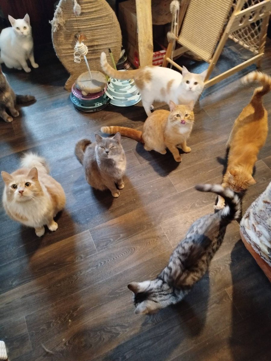 Кот Шурик из Беловежской пущи и его большая семья tweet media