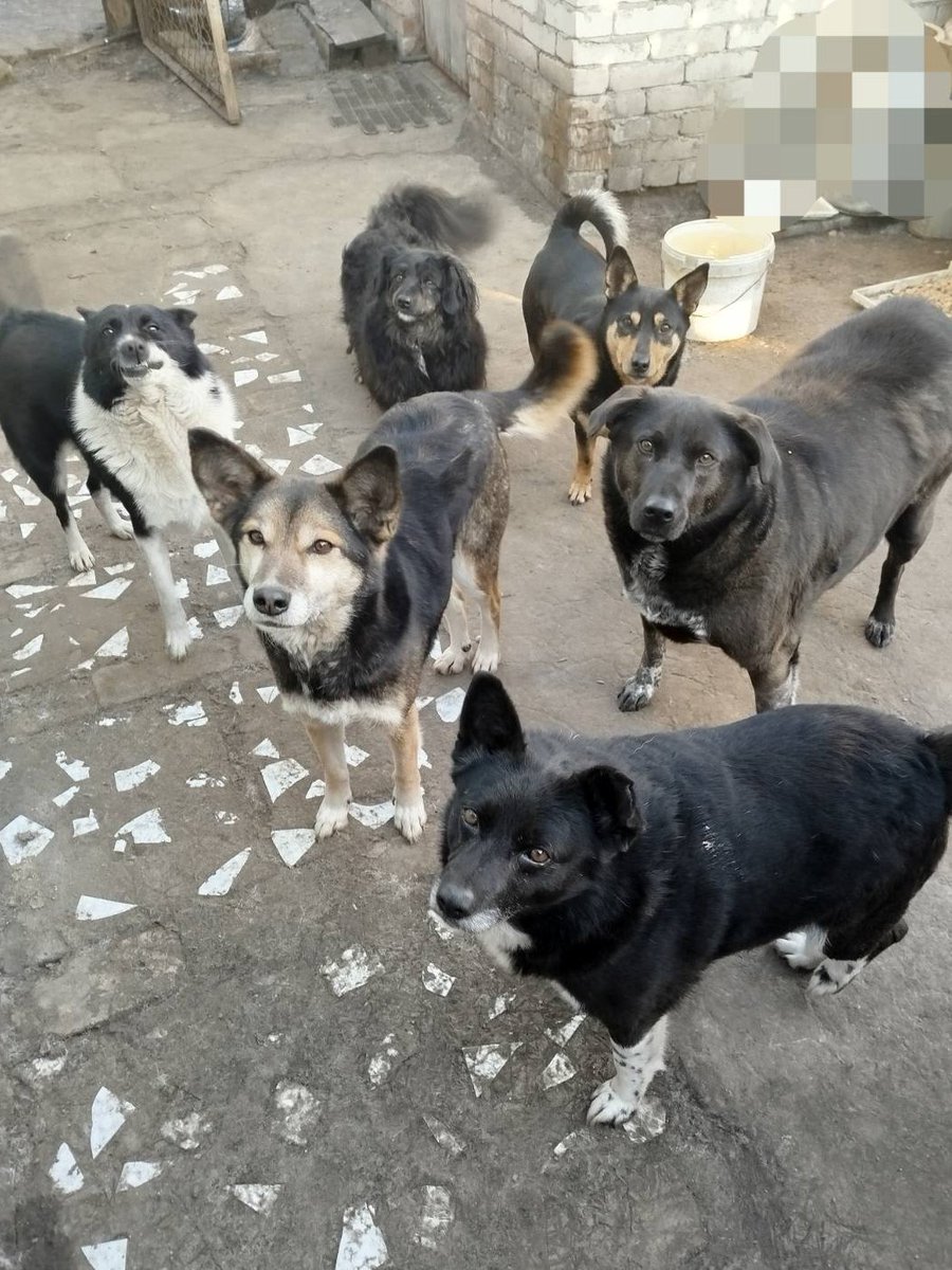 Кот Шурик из Беловежской пущи и его большая семья tweet media