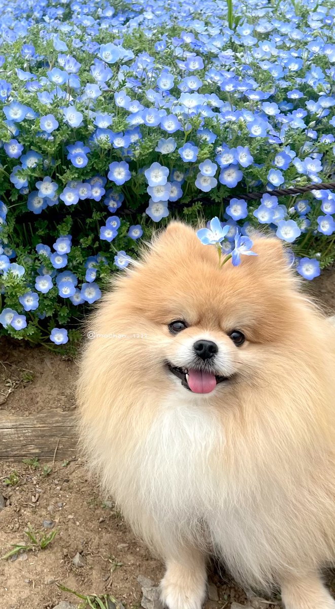 もちゃん🐶🍮ポメラニアン tweet media