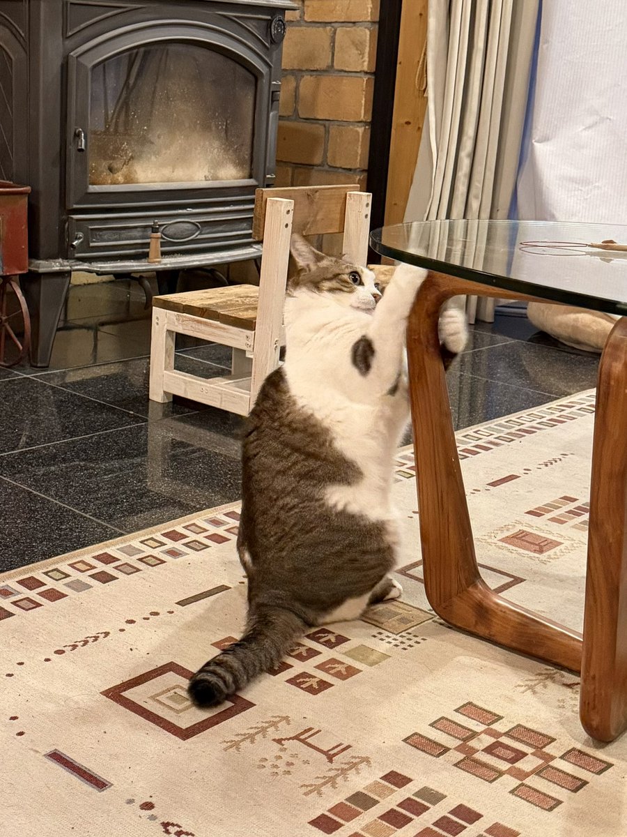 たぬKIKI tweet media