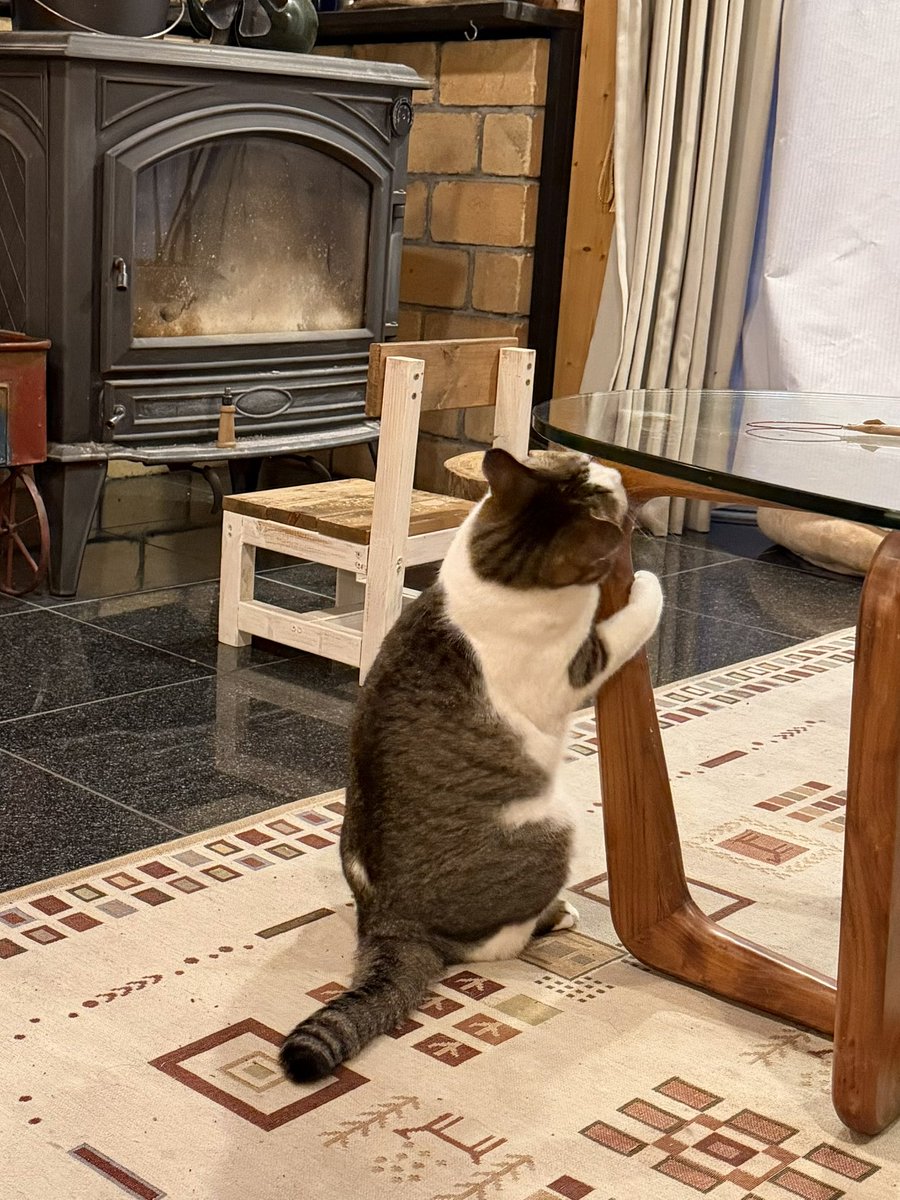 たぬKIKI tweet media