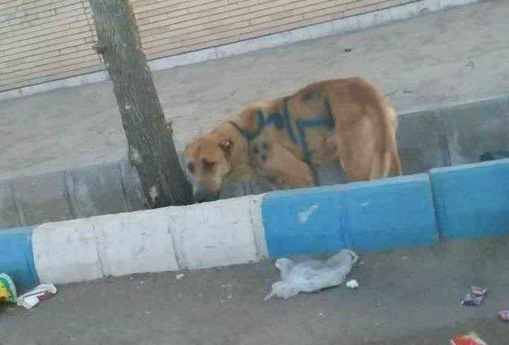 🇮🇷 مایه خال tweet media