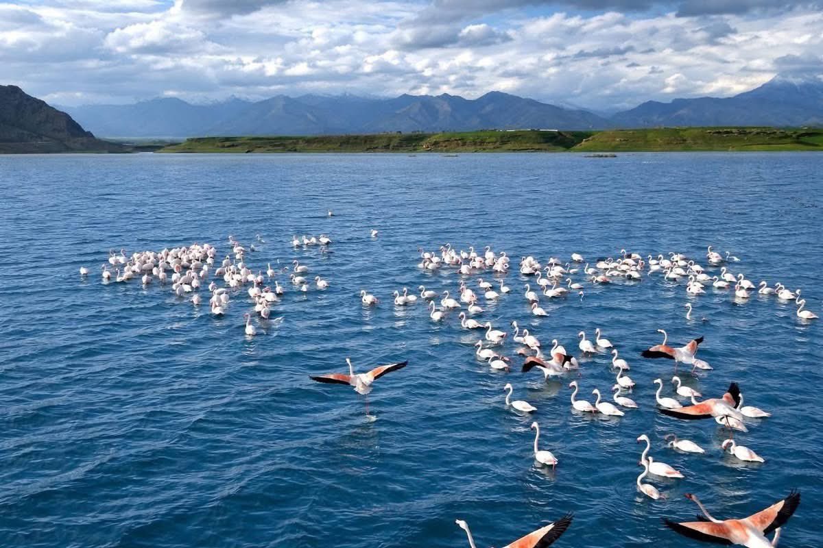 Green Iraq tweet media