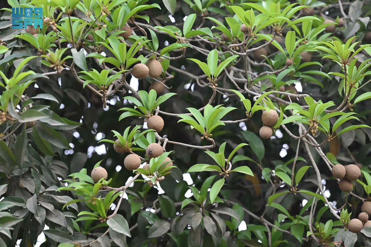 واس الاقتصادي tweet media