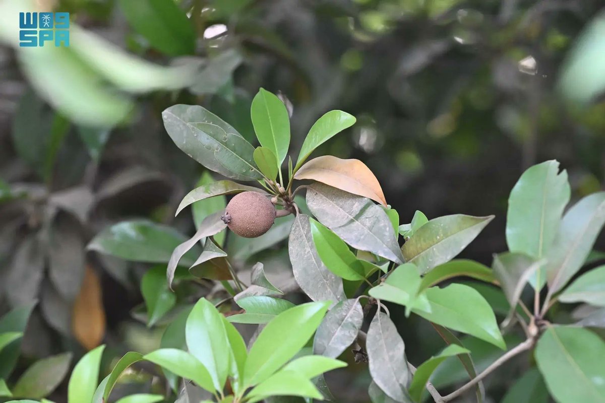 واس الاقتصادي tweet media