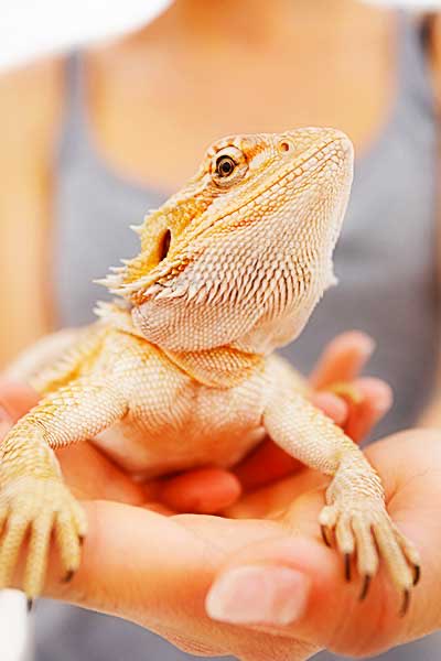 Macaco del diavolo 🏴󠁧󠁢󠁳󠁣󠁴󠁿 tweet media