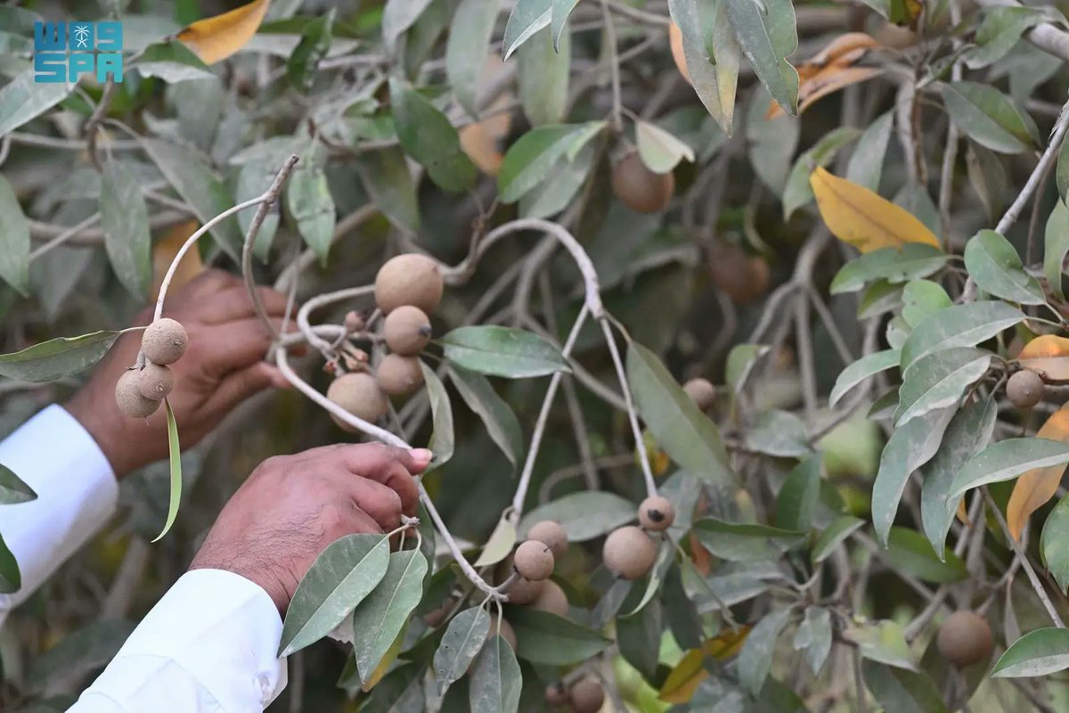 واس الاقتصادي tweet media