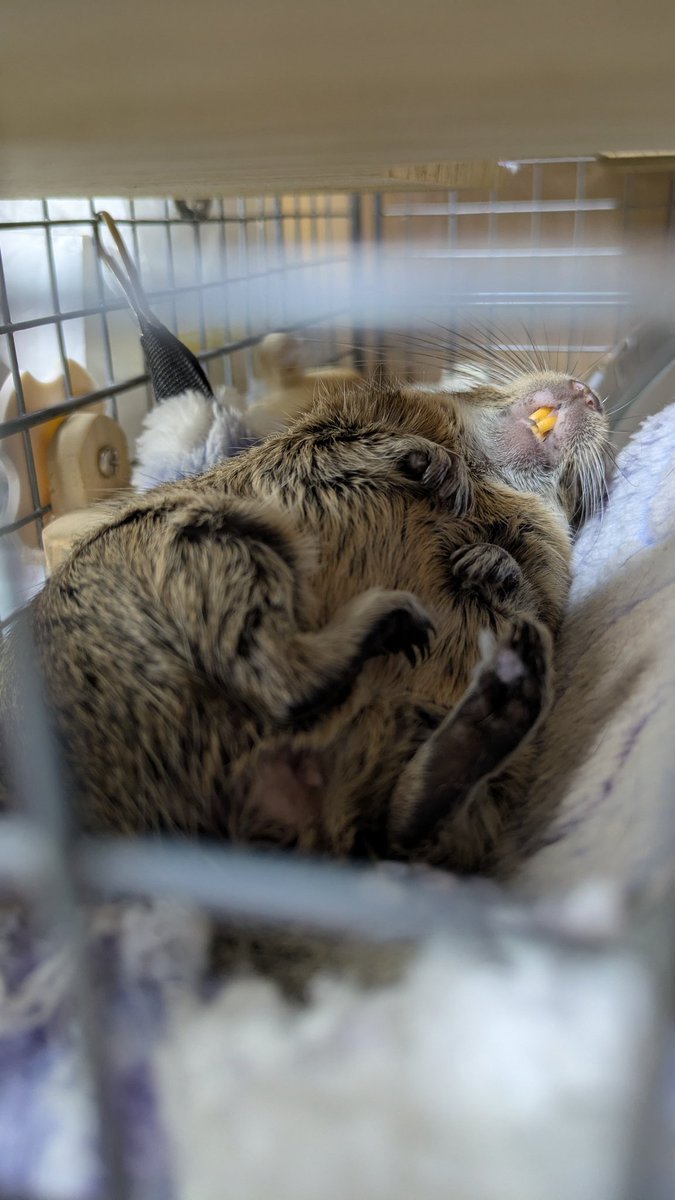 mi3yamo's tweet photo. だいぶリラックス、ちーちゃん
#小動物
#げっ歯類
#デグー https://t.co/5w0znVzJFC