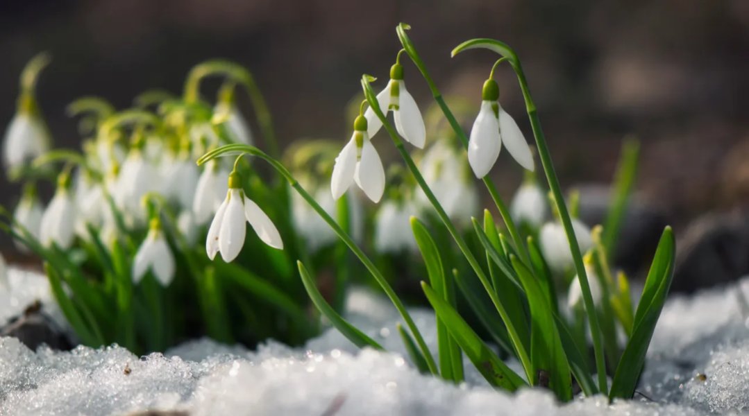 eskimo_blonde's tweet photo. @TheSims @WhatAGreatDai My favourite flowers are snowdrops. As they signify springtime is here. #TS4Springgiveaway https://t.co/vucHCUkN3n