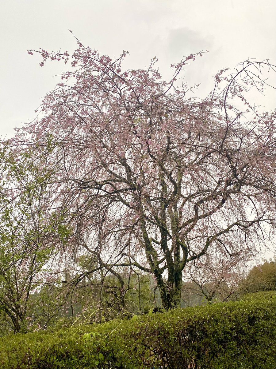 やっさん@🇵🇭フィリピン移住で居残り/家族は🇯🇵🥲 tweet media