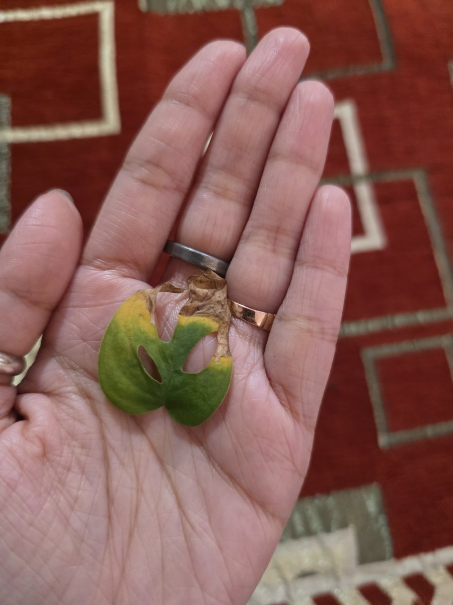 Rouge Noir tweet media