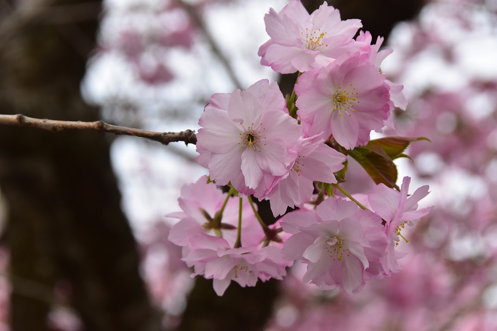 秋田大学グランド沿いの八重桜
満開