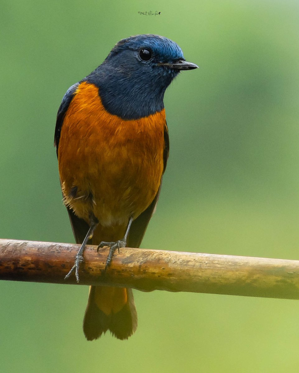 amit_valsangkar's tweet image. Blue fronted redstart #Colors #IndiAves #ThePhotoHour #birdphotography #BBCWildlifePOTD #NaturePhotography #birds @NatureIn_Focus @NatGeoIndia @NatureattheBest @SonyBBCEarth @WildlifeMag @WeNaturalists #BirdsSeenIn2026 #canon #BirdsOfTwitter @Canon_India #rufous @NatGeoAnimals