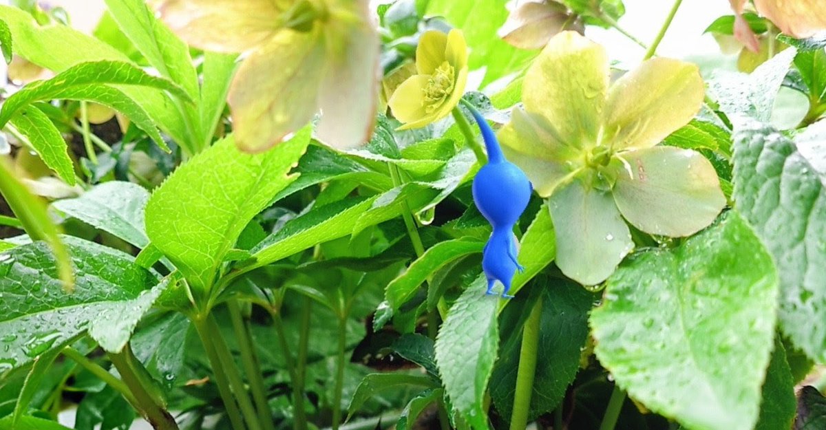 okaan20211101's tweet image. 今月のお題は「青ピクミン」🔵
#ピクミンブルームARフォト部

雨上がり
しっとりクリスマスローズ

#PikminBloom #NianticAR #PikminAR #Pikminsnap
#ピクミンブルーム