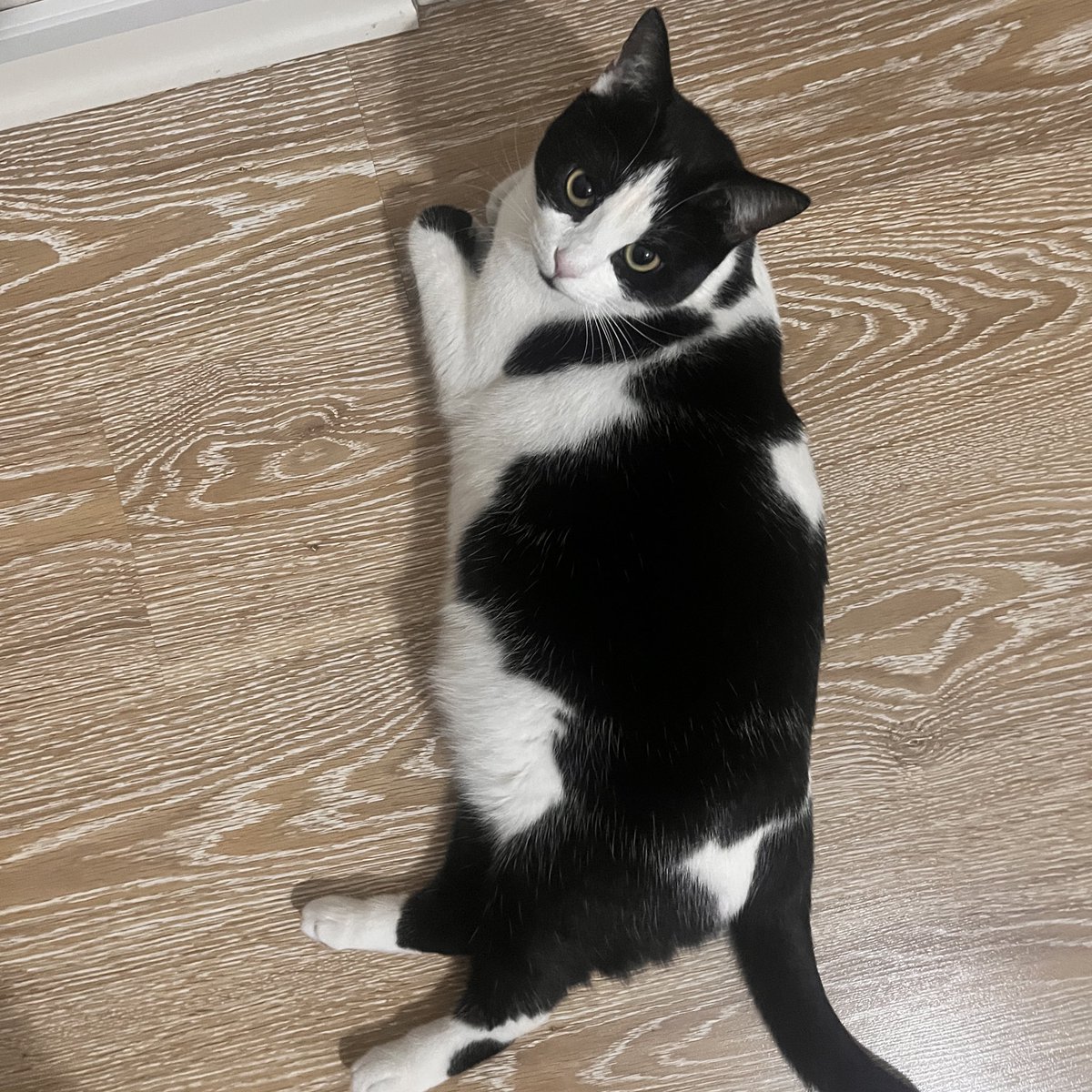 gokce🐞🐿️🍎mel tweet media