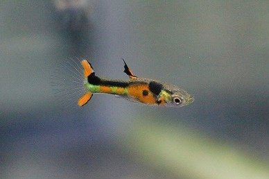 AQUA FORTUNE tweet media