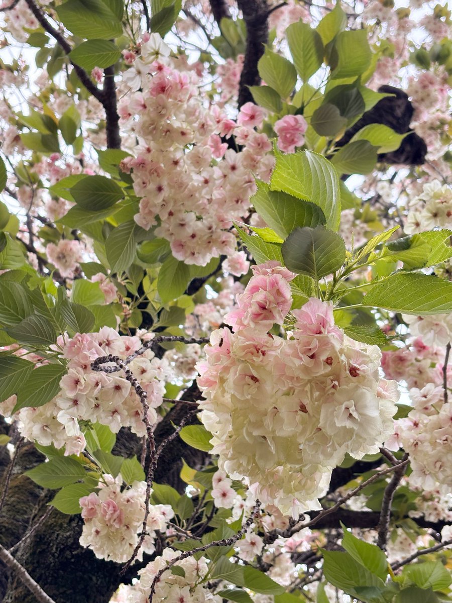 寺坂安里 tweet media