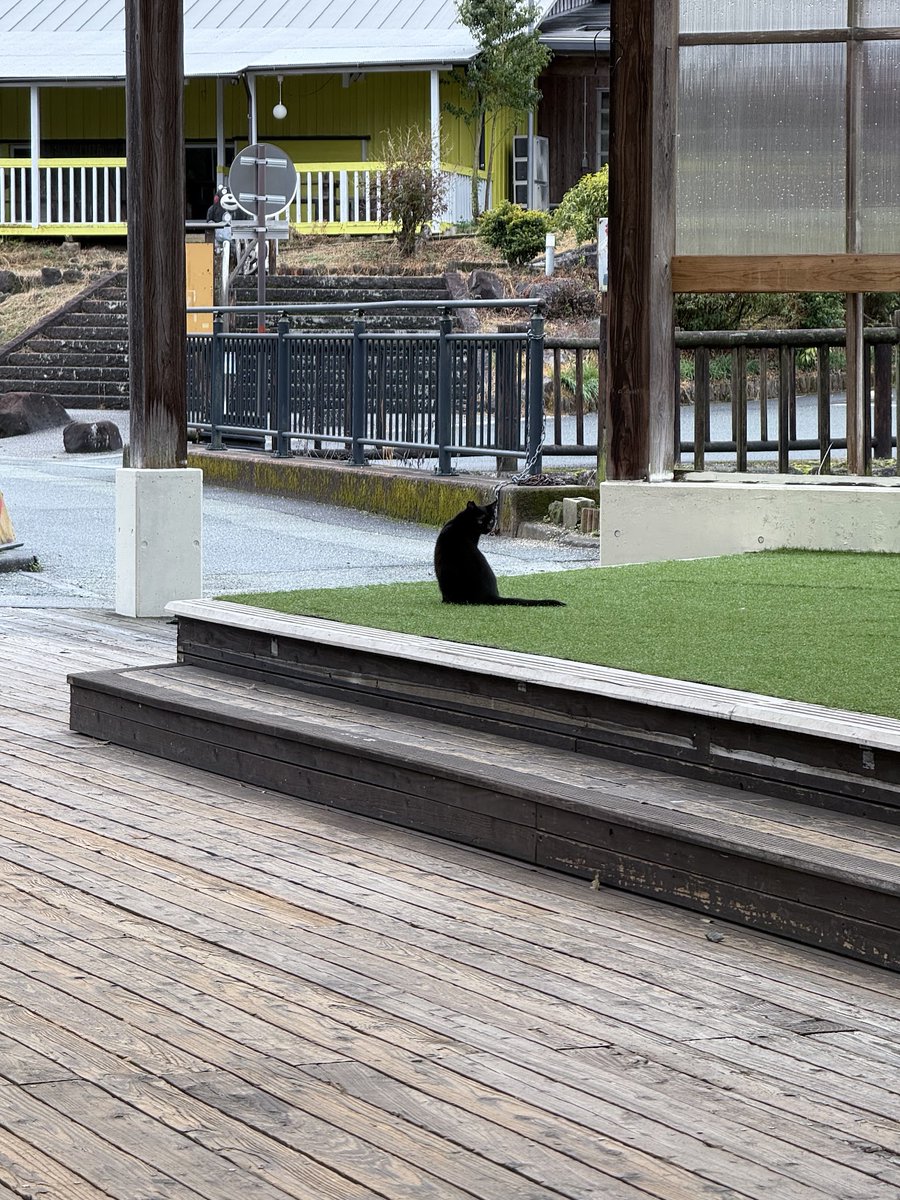 @Scargianiello @alexcobovi When I see a cat while traveling, I keep my ...