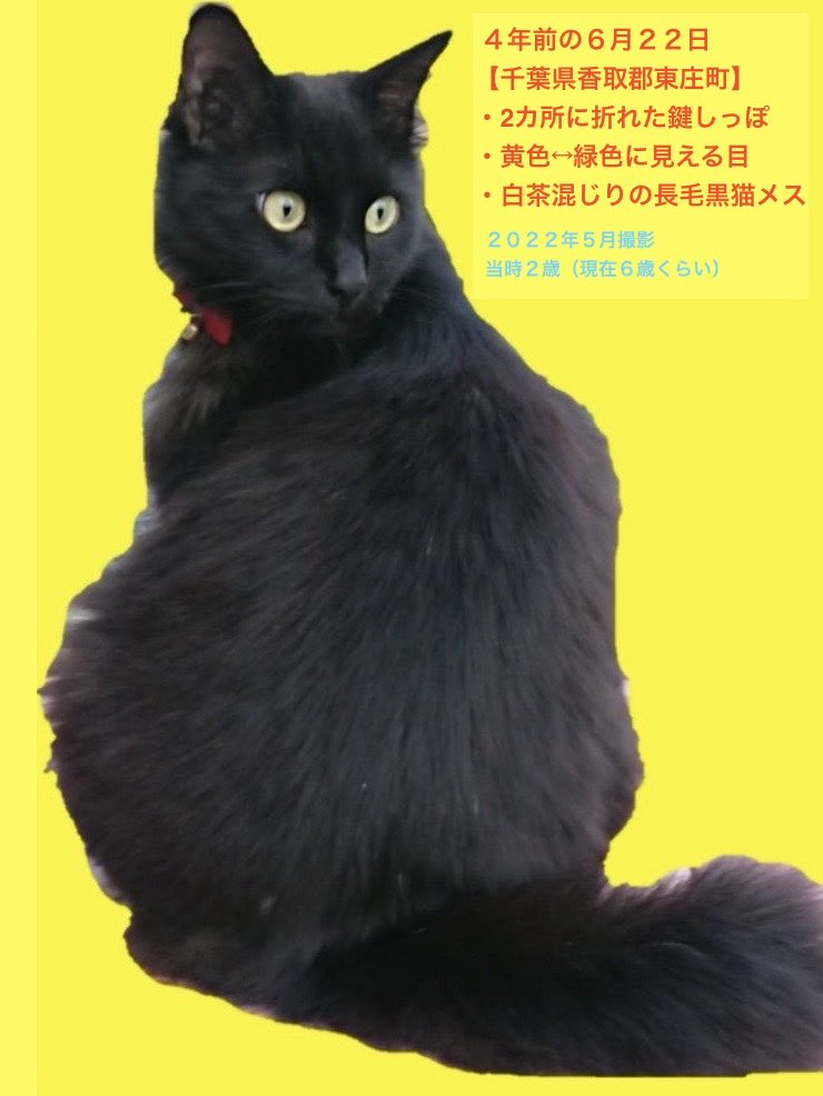 黒猫くー捜索 千葉県東庄町 (鍵尾長毛メス。香取郡・香取市・旭市・銚子市・神栖市近隣の保護情報求む） tweet media