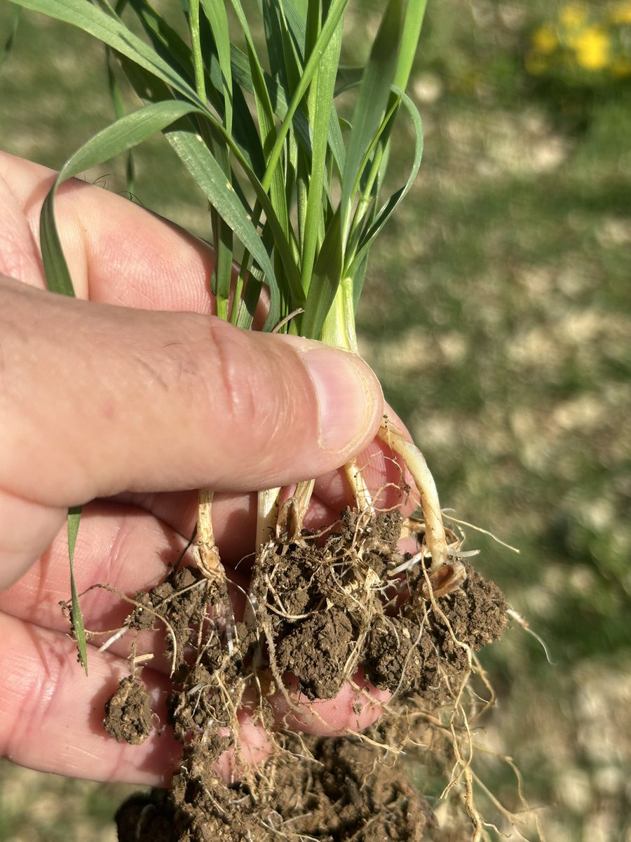 BONNIN1402's tweet image. Je me suis dit @aestiv super une orge @BrasseursFrance #Bio derrière une luzerne. Le grâal pour une 👍 qualité. 

Hélas pour les #Craftbeer c’est un blé de printemps semé le 7 mars @OlivierCOSTE2