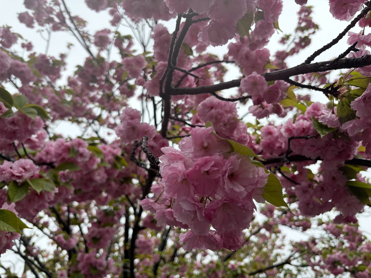 イルカちゃん🐬（キタムラアイ）→デザイナー＆海洋生物専門イラストレーター tweet media