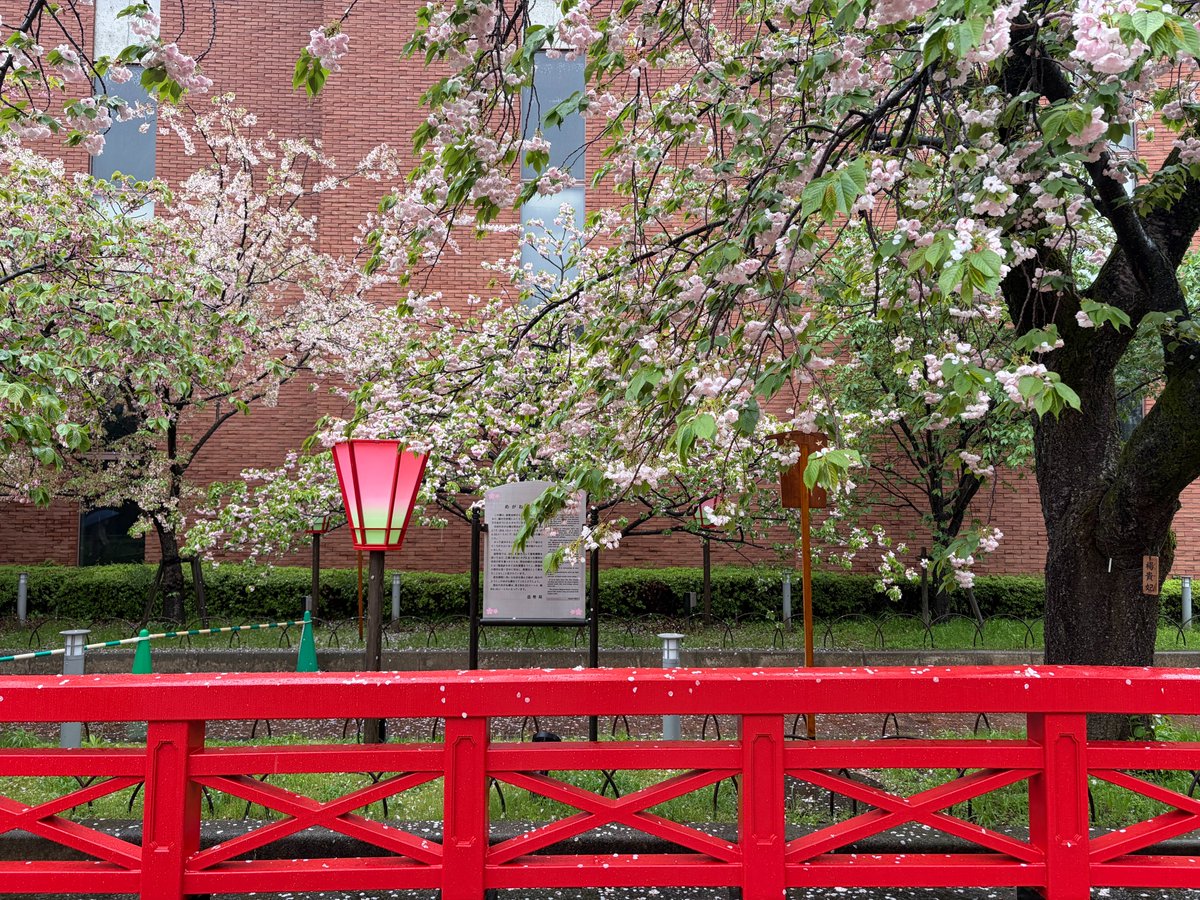 イルカちゃん🐬（キタムラアイ）→デザイナー＆海洋生物専門イラストレーター tweet media