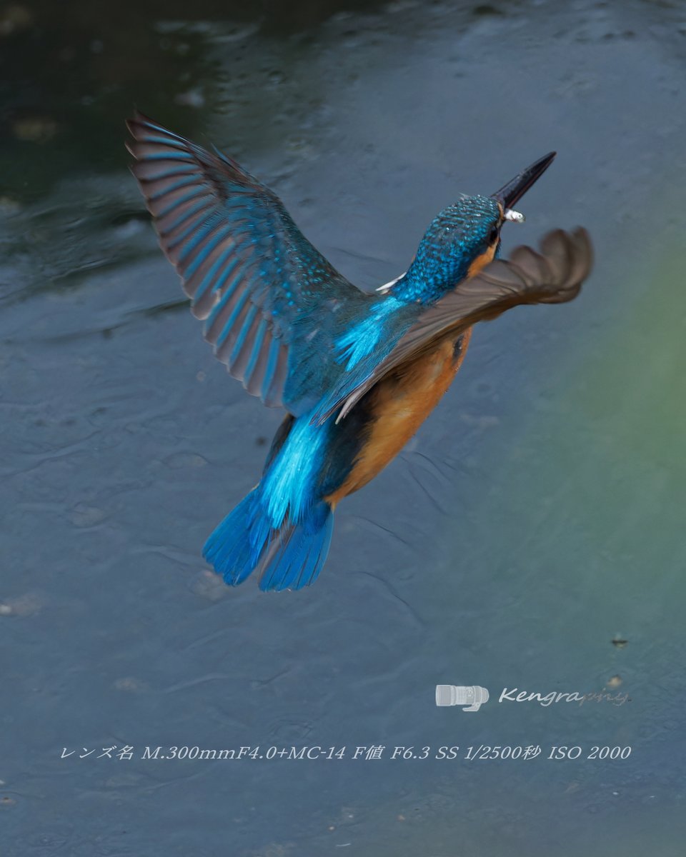 OJu_Ju's tweet image. 本日もお疲れさんでした🐥📷✨
「鳥と同じくらい元気がないと鳥は撮れないなぁ・・（＾ω＾）」って思うんだけど、自分と同じ半病人みたいな鳥がいないもんだろうかとも思うワタシ・・
#GoodEvening | #BirdPhotography