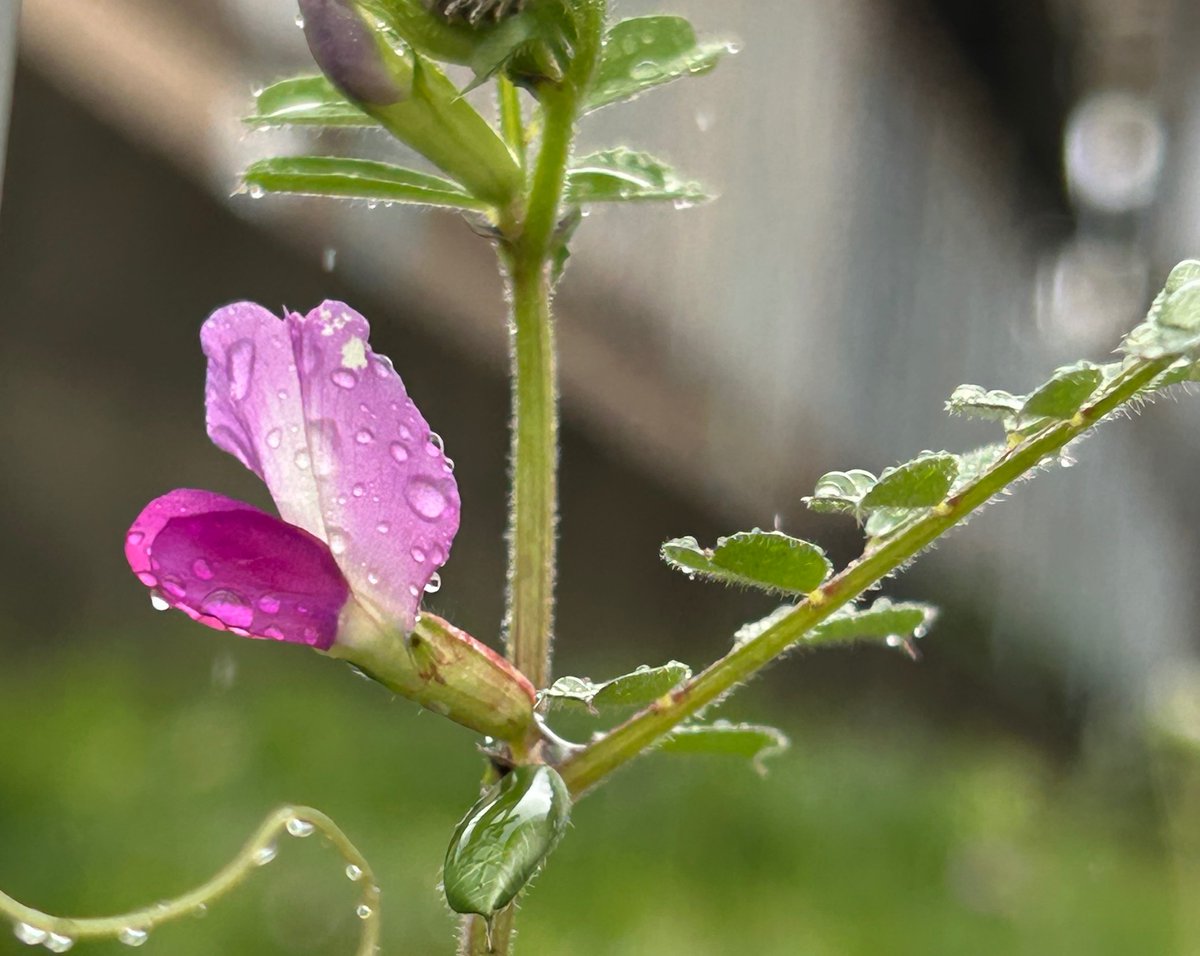 鵜田良江🎗 Yoshie Uda tweet media