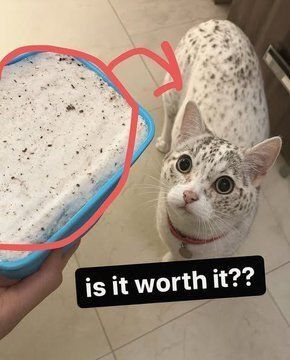 Tweets Of Cats tweet media
