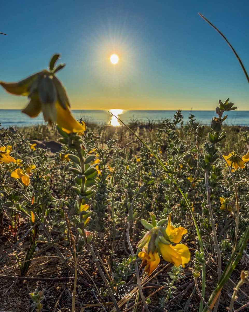 MeteOrihuela's tweet image. ¡#FelizMiércoles! Cada día que pasa, amanece más temprano y atardece más tarde, superamos ya las 13 horas de luz diurna. Esta mañana (15/04/2026), primeros compases del día en la Playa de #LosArenalesDelSol, en el término municipal de #Elche (#Alicante). Imágenes: @algarafoto.