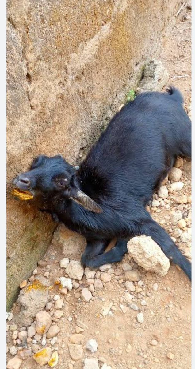 Livingstone Ogbebor tweet media