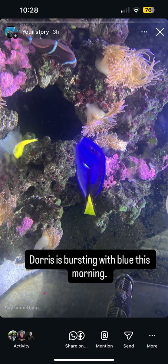 phatsam99's tweet photo. @Gymskinlive look at my blue regal tang glowing this morning when she first woke up. https://t.co/1BExeiXbQP