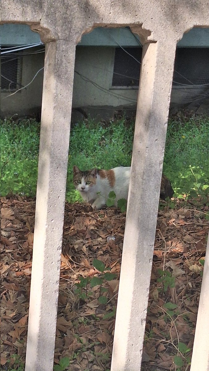 하굣길 고양이 ×2