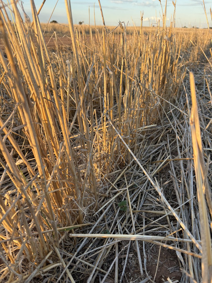 Dylan Hirsch tweet media