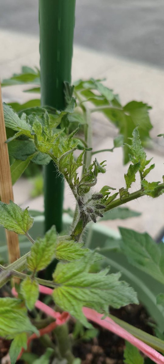 🐾ひなナン🐾 tweet media