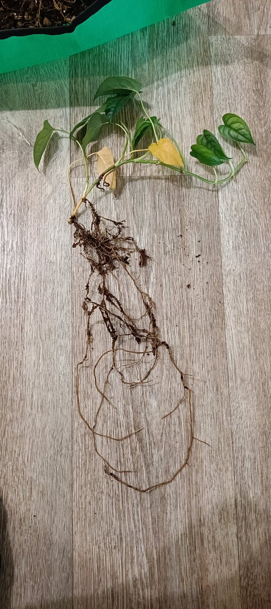 Alise Xavier tweet media