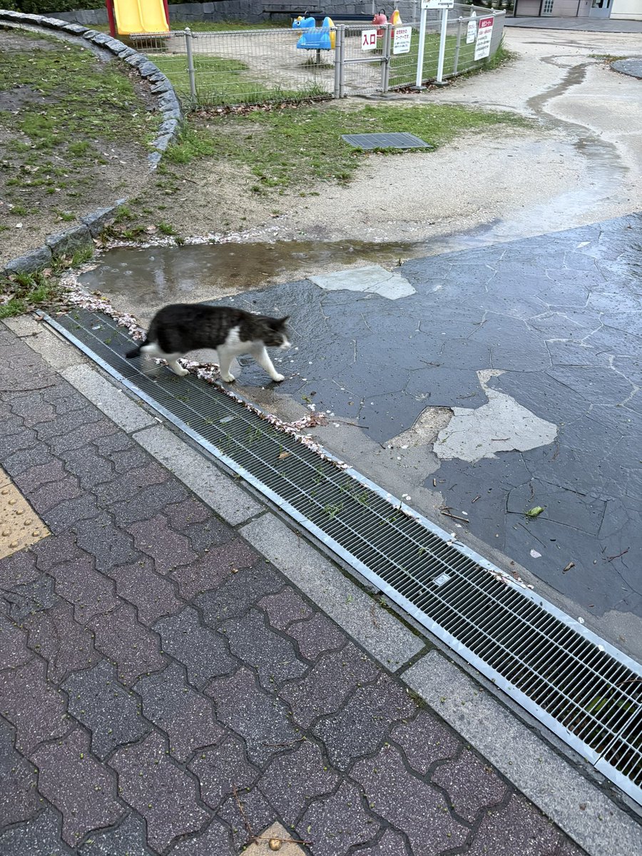 雨だねぇ猫ちゃん