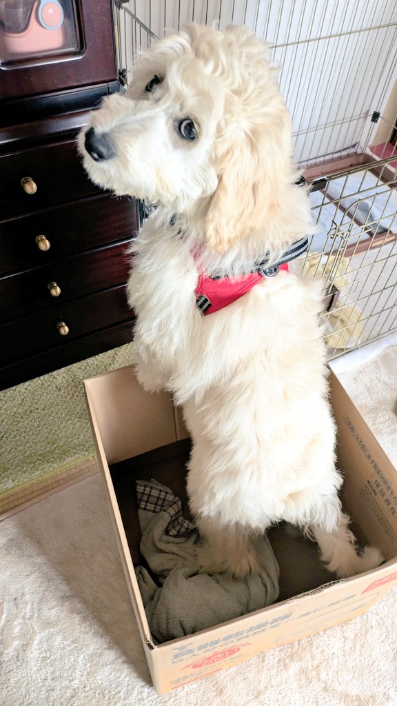 シャム❖❂ tweet media