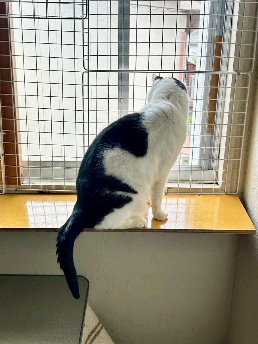 ~252522プロジェクト~ 100匹の猫の里親繋ぎ tweet media