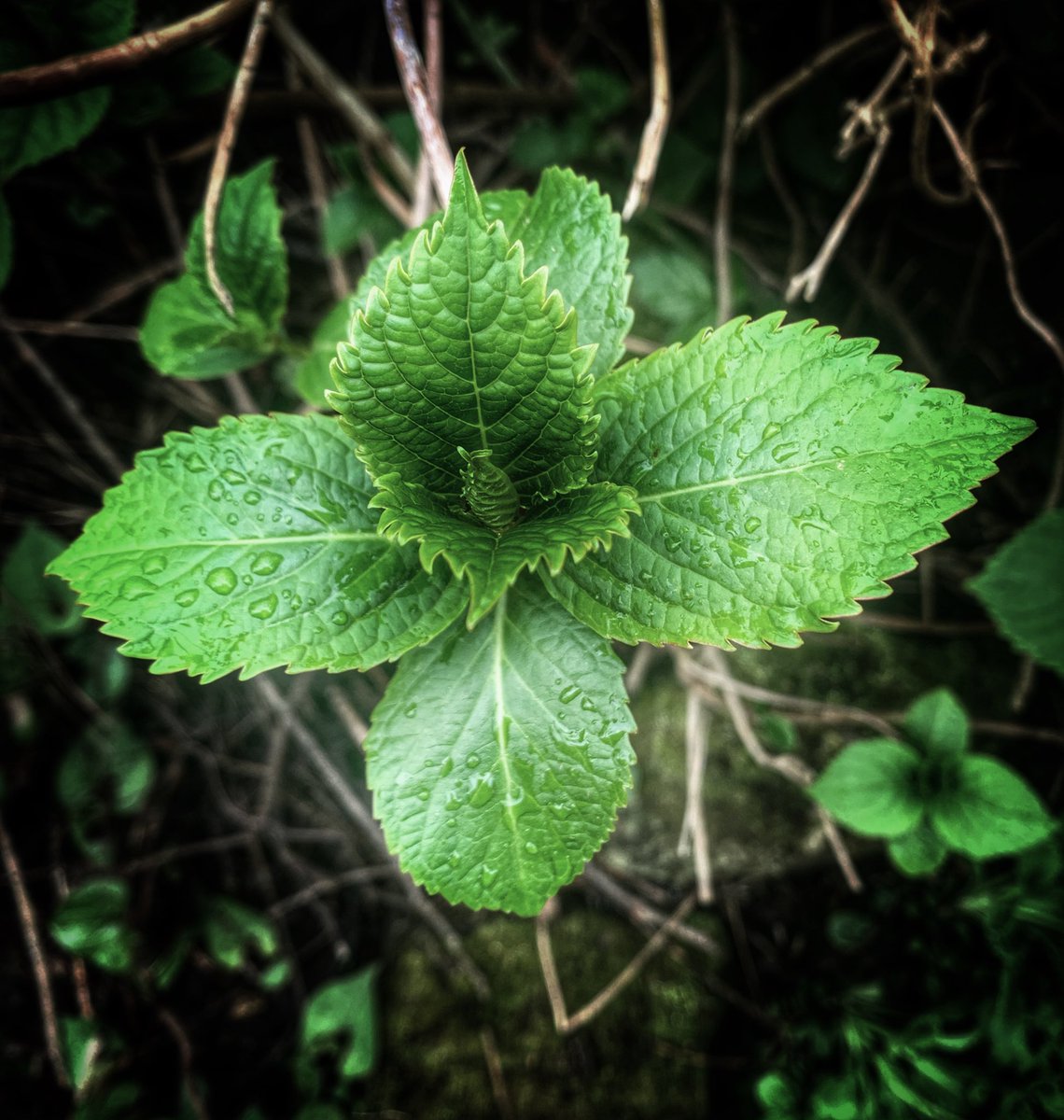 Hydrangea leaf #spring #green #nature #leaf #hydrangea #365Project 
#photography
#findyourepic
#Welshphotography
#iphone
Visit delweddauimages.co.uk