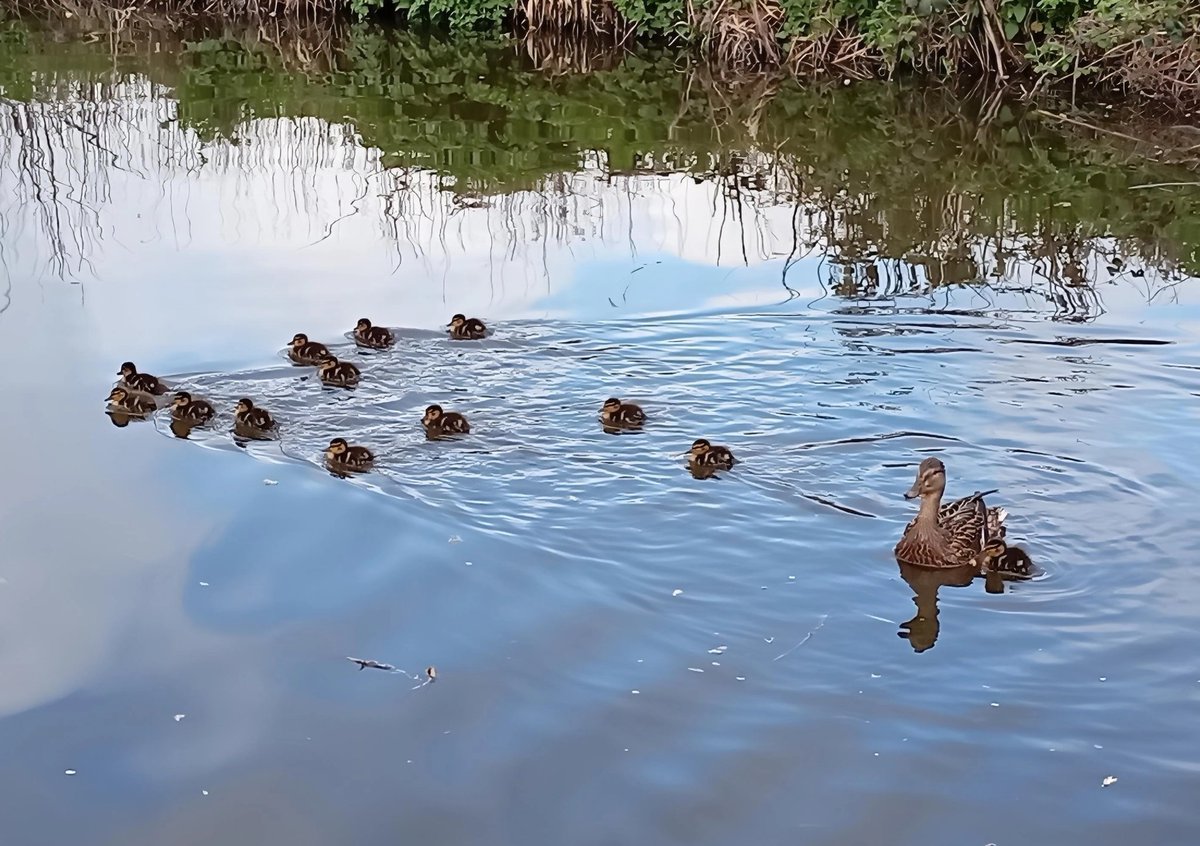 NABO_Official's tweet image. Awww 😍😍 #boating #boatlife #Springtime #waterways #ducklings #nature #newlife #newhope