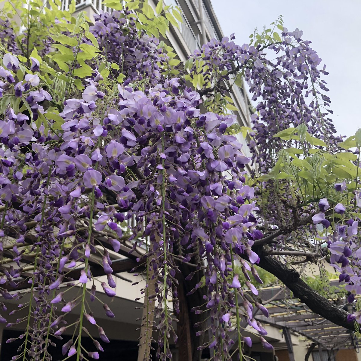 ねぎま tweet media