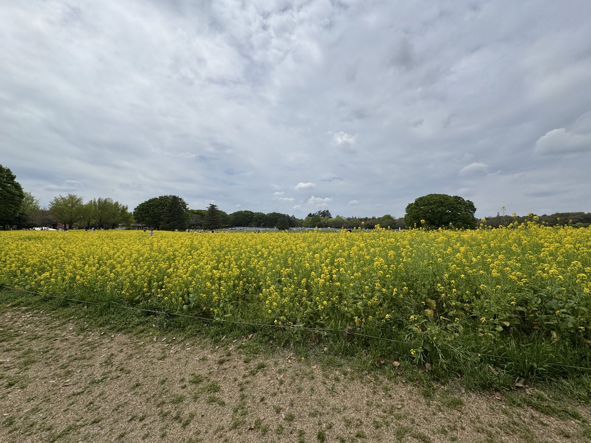 立川まで遊びにきました。
家電を買い替えするなら、ノジマ　グランディオ立川店までお越しください。

昭和記念公園では菜の花、チューリップ🌷、ネモフィラが綺麗に咲き誇っていました🌸

町田と比べると立川は大都会ですね。
町田までモノレール🚝沿線、どうなるんでしょう？