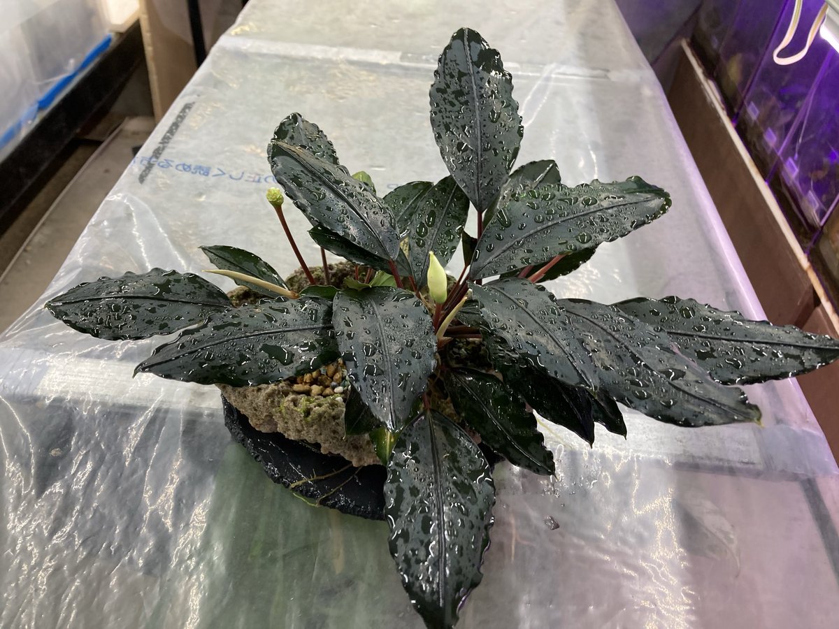 山水苑 tweet media