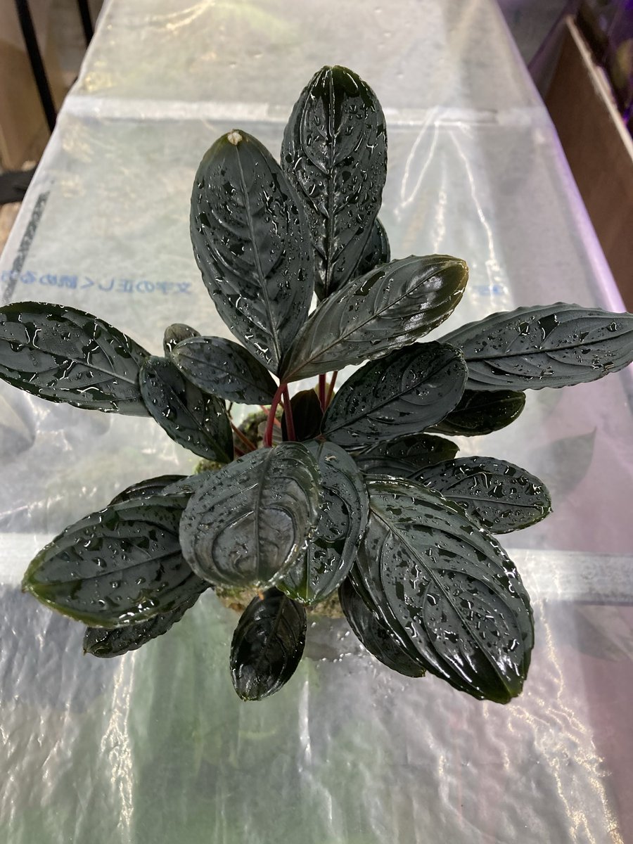 山水苑 tweet media