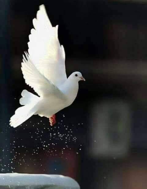 وردہ''🌺 tweet media