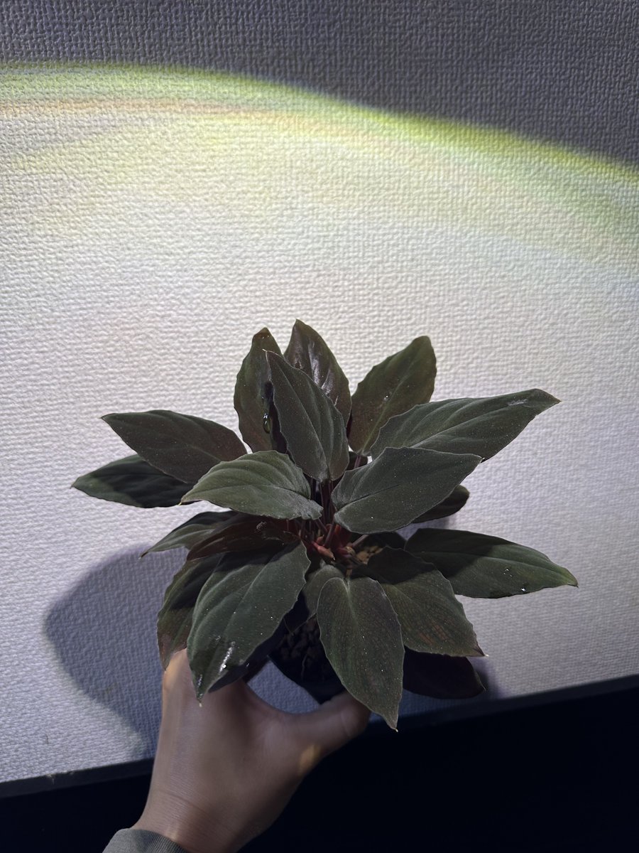 けんなか tweet media