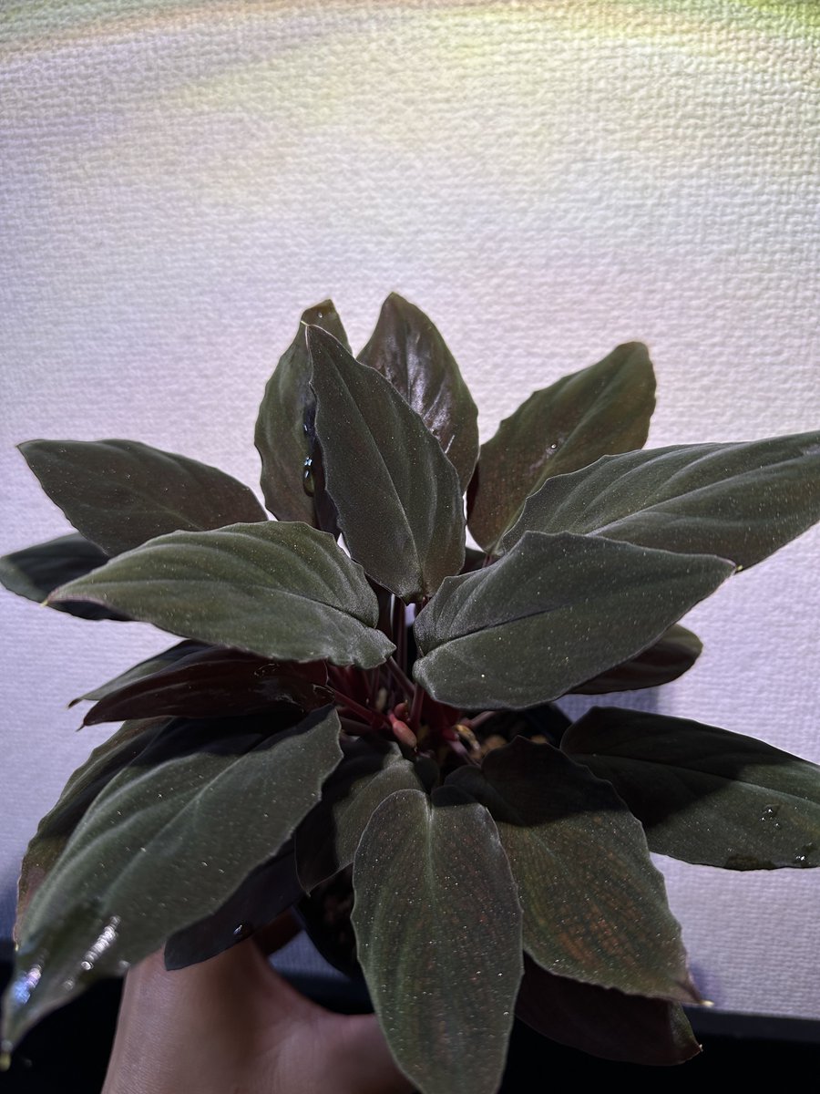 けんなか tweet media