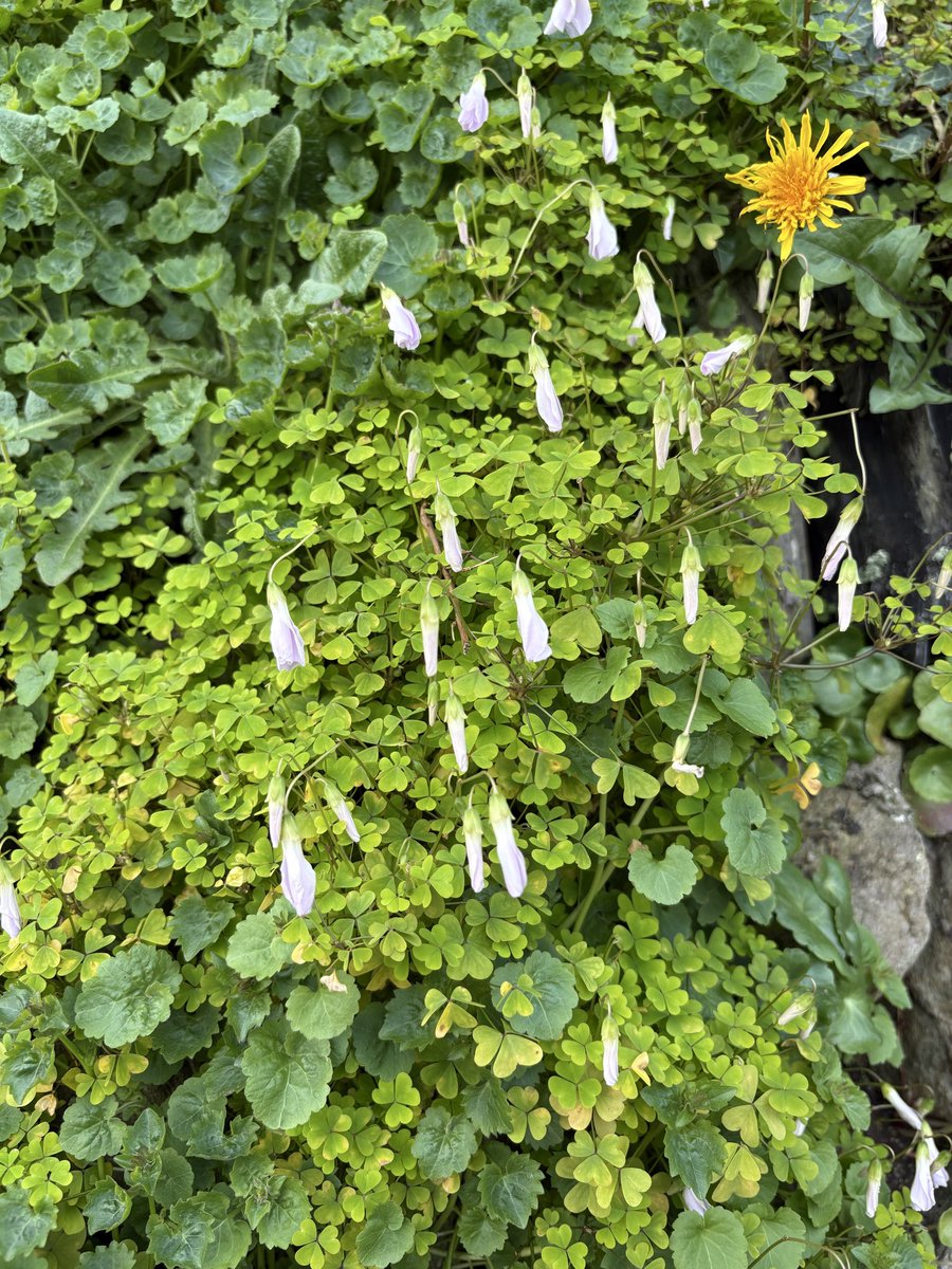 ave_omnibus's tweet image. Buds blossom and fall
Summer days give way to frost
Winter yields to spring
Seasons make an endless 
A Mobius treadmill path

#vss365 #loop #tanka

Our bodies surrender back the elements of form to air, dust, rock, and water